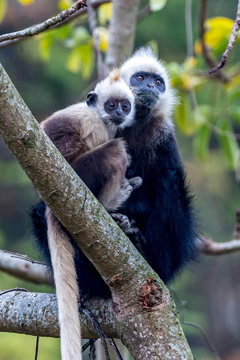 White-headed Black Langur