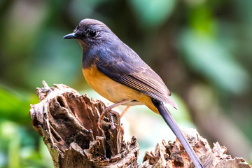 White-rumped Shama