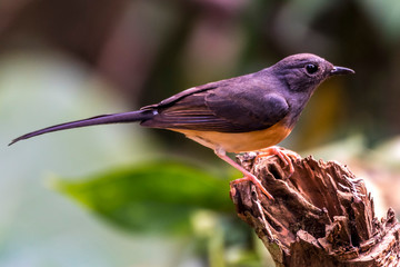 White-rumped Shama