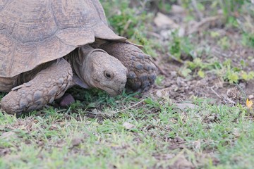 Obraz premium Large old tortoise chewing the bits of grass in his mouth