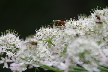 bee on a flower