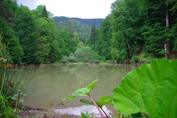 lake in deep forest