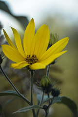 yellow flower