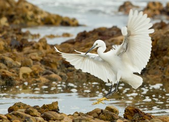 Little egret landing on a rock early in the morning