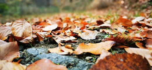 pizza with mushrooms and mushrooms