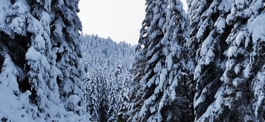 snow covered trees
