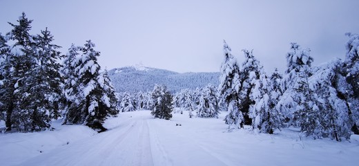 winter landscape with trees and snow
