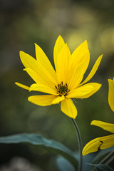 yellow flower on green background