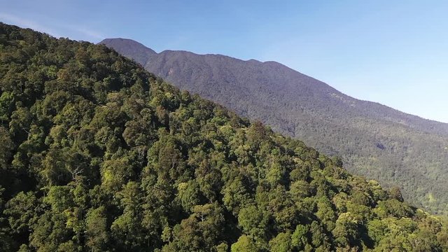 Flying over hill near mount gede pangrango in cisarua Bogor, passing rain forest and tea plantation with beautiful mountain in the morning. forward dolly motion
