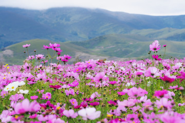 Spring landscape. Field of pink flowers with green hill in spring