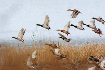 Canard colvert survolant le lac