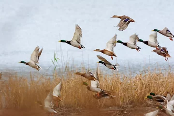 Wall murals Grey Mallard duck flying over the lake