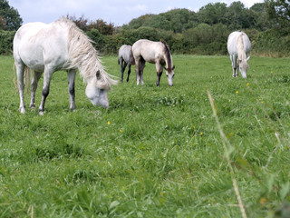 Four horses in a field grazing green grass. Selective focus.