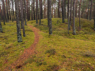 Walking path in a pine forest, Jurmala region of Latvia. Nobody.