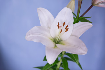 Large white lily on a wall background.