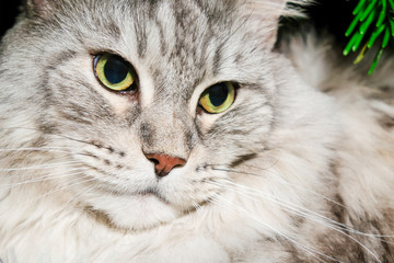 Silver tabby maine coon. Close-up big cat face with green eyes and brooding philosophical look. High resolution.