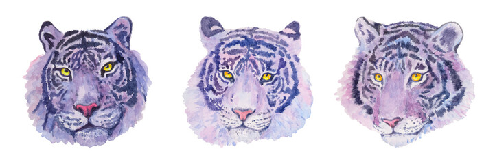 Fototapeta na wymiar Tiger. Watercolor animal illustration. Hand drawn big cat. Set of beautiful predators.