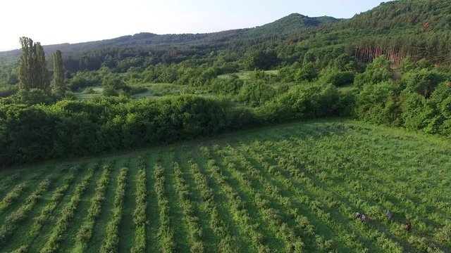 fields with roses during the harvest in Bulgaria