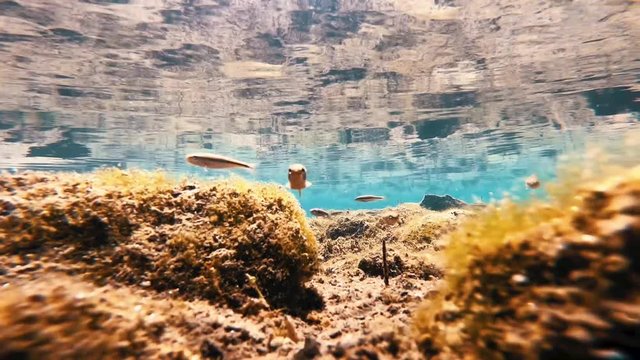 Fish in a Swiss lake