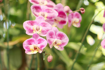 Close up of orchids bouquet with natural background, beautiful blooming orchid flower in the garden.