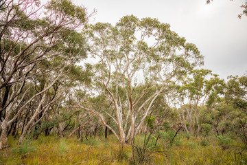 Open woodland in Sydney's winter.