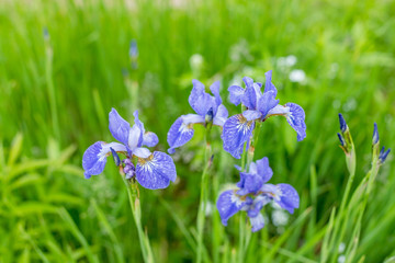 Violet and blue iris flowers closeup on green garden background. Sunny day. Blooming iris colorful flower in groups and one at a time in the rays of the setting sun in the open air in the summer