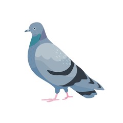 Gray pigeon flat vector illustration. Cute bird with dark grey plumage. Standing dove side view. Urban fauna, domesticated feathery wildlife. Adorable flying animal isolated on white background.