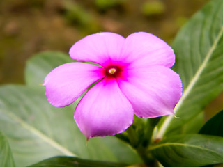 A Cute Pretty Pink Red Periwinkle flower. Delicate Blossom. Charming Tiny Small Orchids. Bleeding Purple color Heart Shape. Little Beauty Delicacy. Wild Thyme. Nature Background. Close up. Copy space.