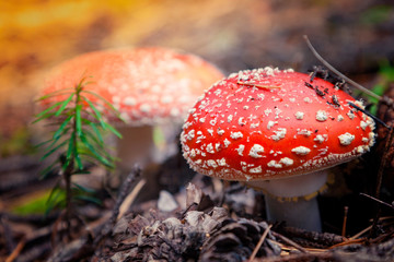 Poisonous mushroom with brightly red color cap and white spots flake grows among pine trees in a forest.