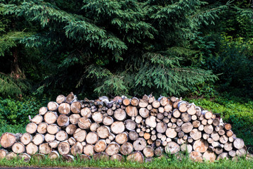 Pile of stacked wood logs surrounded by green trees