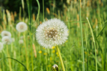 wonderful summer fluffy dandelion grows among the green grass