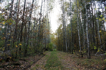 Obraz premium Birch grove. Birch autumn forest.