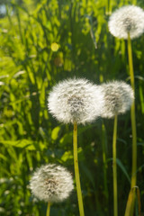 wonderful summer fluffy dandelions growing among the green grass