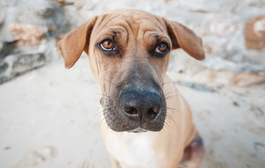 Portrait of a funny brown dog with a wrinkled forehead at a wide angle, close-up muzzle. Expression in animals, surprise stunning