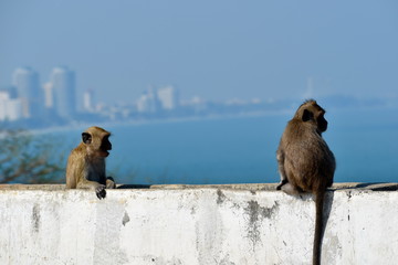 Urban monkeys. Wild obezjany live in the city among the people. Monkeys in Asia.