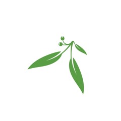 Eucalyptus leaves floral logo vector template