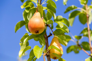 Yellow pears grow on a tree branch in the garden