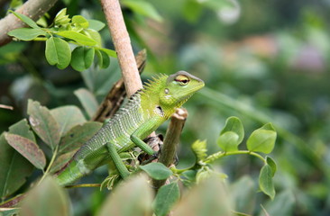  Chameleon. Green animal. Lizard. Zoo. Sri Lanka.
