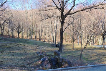 森　木　冬　落葉樹　風景　杤木