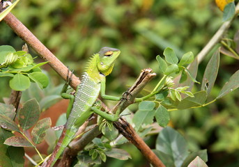  Chameleon. Green animal. Lizard. Zoo. Sri Lanka.