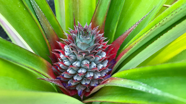 small growing pineapple on bush, pineapple plant, baby pineapple,plant setting fruit, tropical fruit on tree,Pineapple on tree,Three pineapple On The Tree,Pineapple fruit on trees Waiting for harvest,