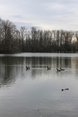 Obraz na płótnie Canvas River, trees and ducks from Germany