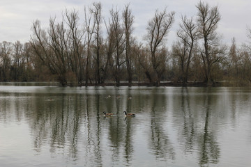 River, trees and ducks from Germany