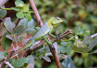  Chameleon. Green animal. Lizard. Zoo. Sri Lanka.