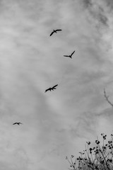 Silhouettes of Great Cormorants flying in the sky, black and white image with dramatic contrast of puffy clouds. Dark moody impression. Photograph from valleys near river Maritsa, Bulgaria