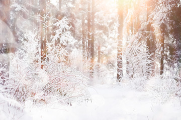 Winter landscape. Forest under the snow. Winter in the park.