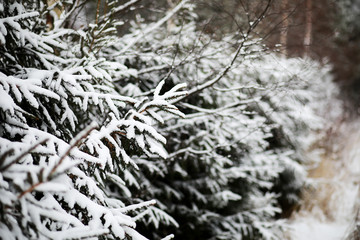 Winter landscape of country fields and roads