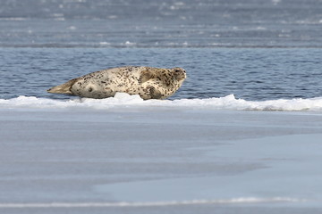 Seal (spotted seal, largha seal, Phoca largha) laying on sea ice floe in winter sunny day. Wild spotted seal in nature.