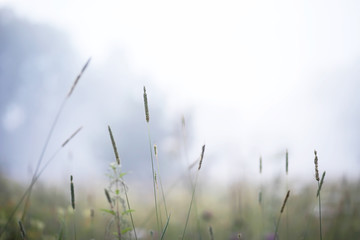 Fog in the field. Evening nature summer with white fog.