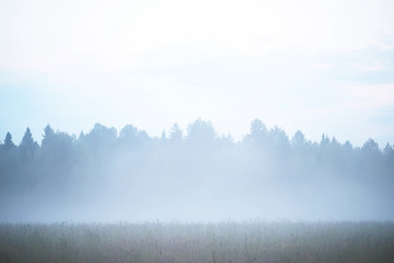 Fog in the field. Evening nature summer with white fog.
